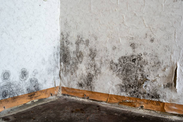 Reliable Colorado City, CO Mold Removal Solutions